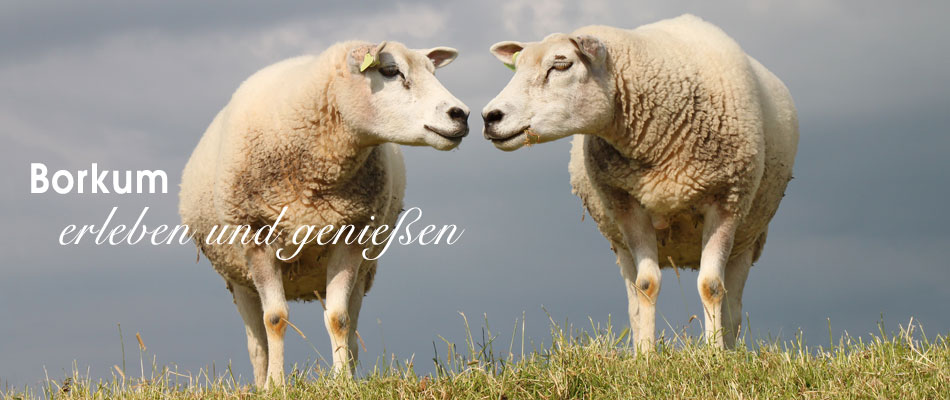 Ferienwohnung auf Borkum - zwei Schafe auf dem Deich